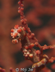 pigmy seahorse by Miji Jie 